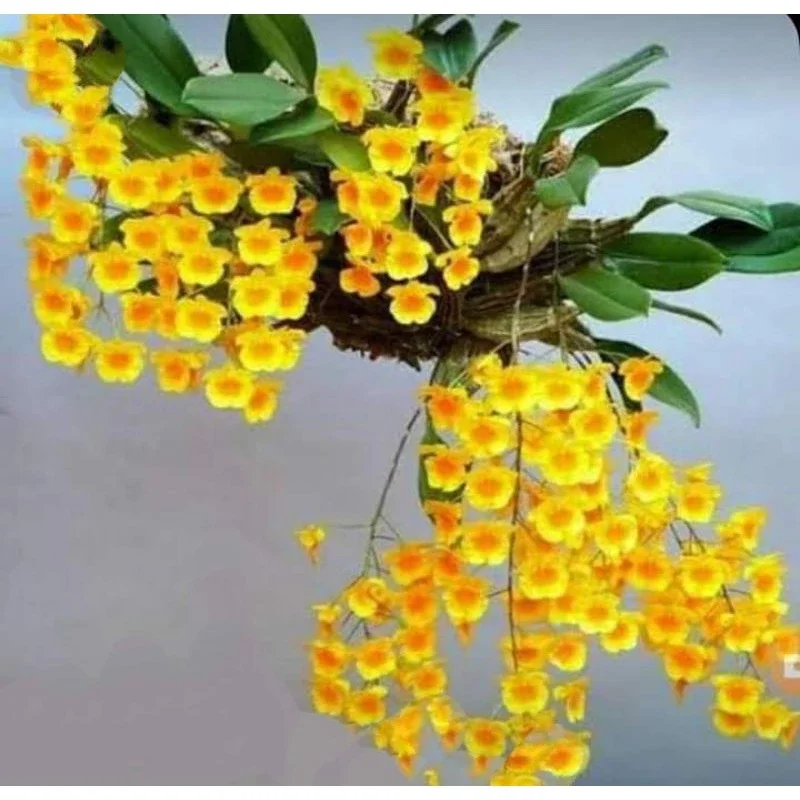 anggrek dendrobium agregantum dewasa