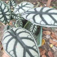 Terbaru Tanaman Hias Alocasia Dragon Silver Rawatan Tbk