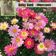 [Easy To Grow In Malaysia] Daisy Flower Seeds (200 Pcs ) African Daisy Gazania Mix Flower Seeds Tana