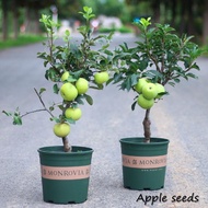 [Fast Grow] 50 Seeds Dwarf Apple Seeds for Planting Benih Pokok Buah Indoor and Outdoor Potted Fruit Seeds Plants Seeds Flower Seeds Vegetable Bonsai Tree Live Plant Ornamental Air Purification Plants for Sale Easy To Grow Ready Stock In Malaysia