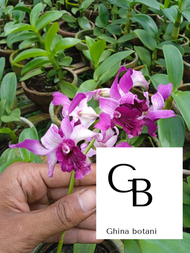 Anggrek Dendrobium Sudah Berbunga / Anggrek Dendrobium Spike Knop / Anggrek Dendrobium Berbunga