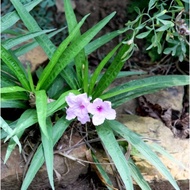 Ruellia brittoniana is Dwarf Mexican Petunia