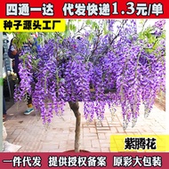 Wisteria Seed Double-Petaled Wisteria Flower Seed Flower Seed Climbing Vine Plant Flower Seed Low Wi