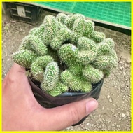 Live Green Brain Cactus Plant