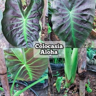 Colocasia Lover / Tea Party/ Diamond Head/ Pink Gold Coral / Morning Dew / Crocodile Leather