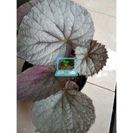 Sale Tanaman Hias Bunga Begonia - Begonia Rex Silver Limbo - Daun