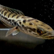 Hiasan Aquarium Ikan Channa Micropeltes Toman Goodmark Mantul
