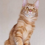 Mainecoon jantan red