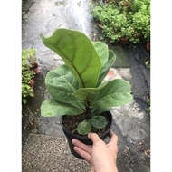 Fiddle Fig Real Plant / Ficus Lyrata / Pokok hidup