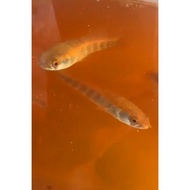 Red Barito 3-7cm grade A++ sorted simet