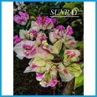 ஐ SALE!!! CUTTINGS ONLY!! with  (Rare Bougainvillea Cuttings)