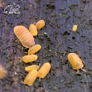 Cubaris Murina sp. | Wild Type | Glacier | Papaya | Mandarin | Cleaning crew Isopod for terrarium/vi