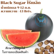เมล็ดแตงโมดำไร้เมล็ด35 เมล็ด F1***ศึกษาวิธีปลูกได้ที่รายละเอียดสินค้า***Black Sugar ไร้เมล็ด