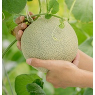 5 Biji Benih Tembikai Cantaloupe Melon Seed - 5 Seed