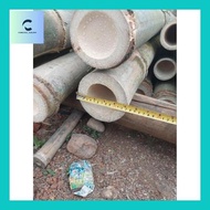 Carlin^ Bambu Petung Bulat Utuh Bahan Layang2 Panjang 1 Meter Ajir Kerajinan Dll