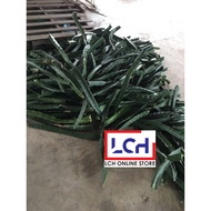 Keratan Sugar White Benih Anak Pokok Buah Naga / Dragon Fruits Plant(Sugar White) / 蜜白果枝條
