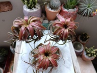 Air plant/tillandsia/small  red love knot爱情结/fresh plant/nice gift