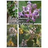 pokok Lembiaga /biduri / calotropis gigantea