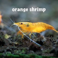 5 +(5 extra cover DOA) orange neocaridina shrimp