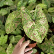 Caladium Jessy Variegated/Red Mix/Starry Night