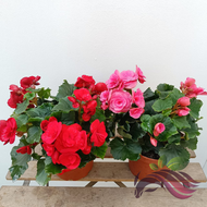 Begonia Rose 秋海棠玫瑰 Random Color by LS Group