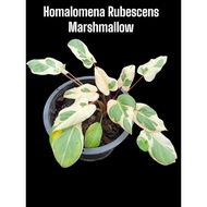 【TW668 】Homalomena Rubescens Marshmallow Variegated live plant |Kemoyang
