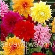 (3) Bunga Dahlia yang Cantik dan Berbunga, Campuran Hiasan, Bulb/Rizoma/Akar/Tumbuhan Berkekalan IQU