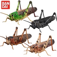 Bandai Biological Illustrated Handboy Artificial Insect Series Capsule Toy Grasshopper Hoppergrass G