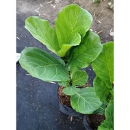 Fiddle Leaf Fig Local (NOT SEEDS)