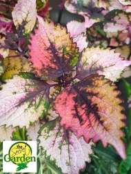 Mayana Coleus 'Seven Colors' with  FREE  garden soil (Outdoor Plant, Real Plant, Live Plant and Limited Stock) - Plants for Sale