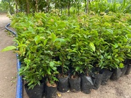 cây giống NHO THÂN GỖ 12 VỤ ra trái quanh năm -TỨ QUÝ -THƯỜNG (ảnh thât)