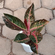 tanaman hias aglonema red sumatra remaja