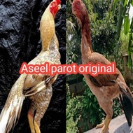 telur ayam Bangkok aseel parot asli