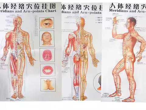 Free shipping color body acupuncture points chart /Meridian points side/ front / back chinese-Englis