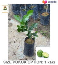 Pokok Limau Purut Hybrid - Exquisite Hybrid Lime Tree with Unique Characteristics for Your Garden