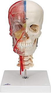3B Scientific A283 Bonelike Human Skull Model, Half Transparent and Half Bony Complete with Brain an