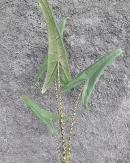 Alocasia trigina or zebrina reticulata