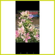 ◝ ╮ ﹊ ◭ SALE!!!! RARE ROOTED BOUGAINVILLEA