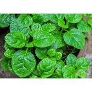 Malabar Spinach Seeds / Benih Bayam Malabar