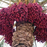 ต้นอินทผลัม Hayany (ฮายานี่) อินทผลัม นิยมกินสด+สุก+แห้ง ขนาด 35-40 ซม