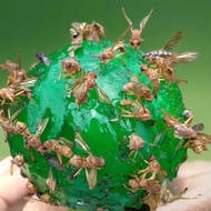 Fly Trap Ball Sticky Fly Ball Fly Trap Ball