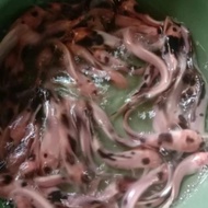 bibit ikan lele bule belang ikan lele sapu belang sapi