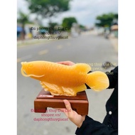 Feng Shui Statue, Da Ngoc Hoang Long Arowana Fish Statue 30cm, super beautiful, inspected product