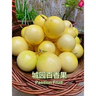 (1kg - 15pcs) Passion Fruit Panama Golden Rose 100% Sweet Buah Markisa Kuning MyGAP Certified Vitami