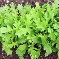 Rocket Salad Lettuce Seeds/Arugula (200 pcs)(FREE SHIPPING for Normal Mail)