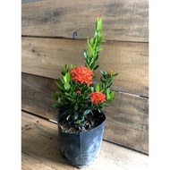 JNJ -【Live Plant】Ixora Plant ‘仙丹花