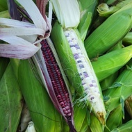 Jagung pulut/jagung ketan