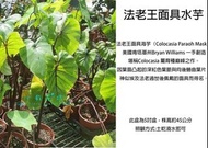 心栽花坊-法老王面具水芋/法老王/5吋/綠化植物/室內植物/觀葉植物/售價360特價300