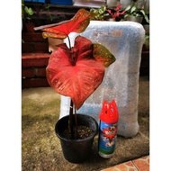 Live Plant_Caladium Burning Heart