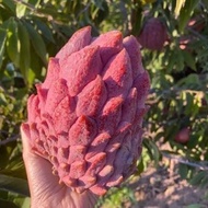 Anak Pokok Nona Red Atemoya Buah Merah Menawan
